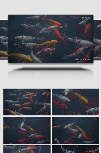 池塘锦鲤戏水观赏鱼群升格高清实拍视频图片