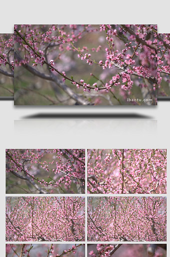 唯美风光粉色花朵盛开高清实拍视频图片