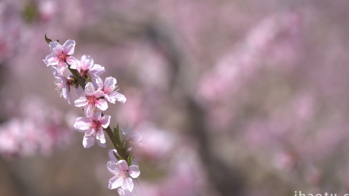 自然风光粉色花朵盛开升格高清实拍视频