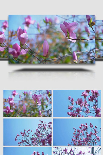 春日盛开的玉兰花实拍素材图片