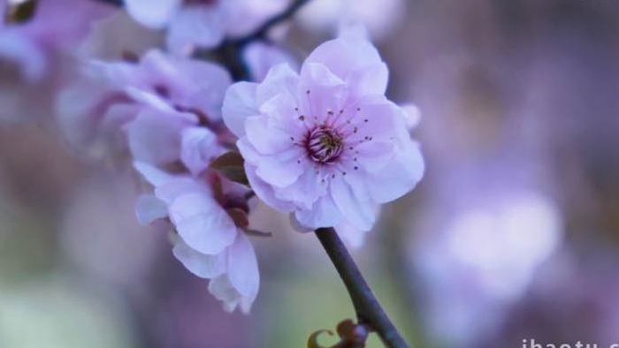 春日盛开的美人梅花朵实拍素材