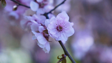 春日盛开的美人梅花朵实拍素材