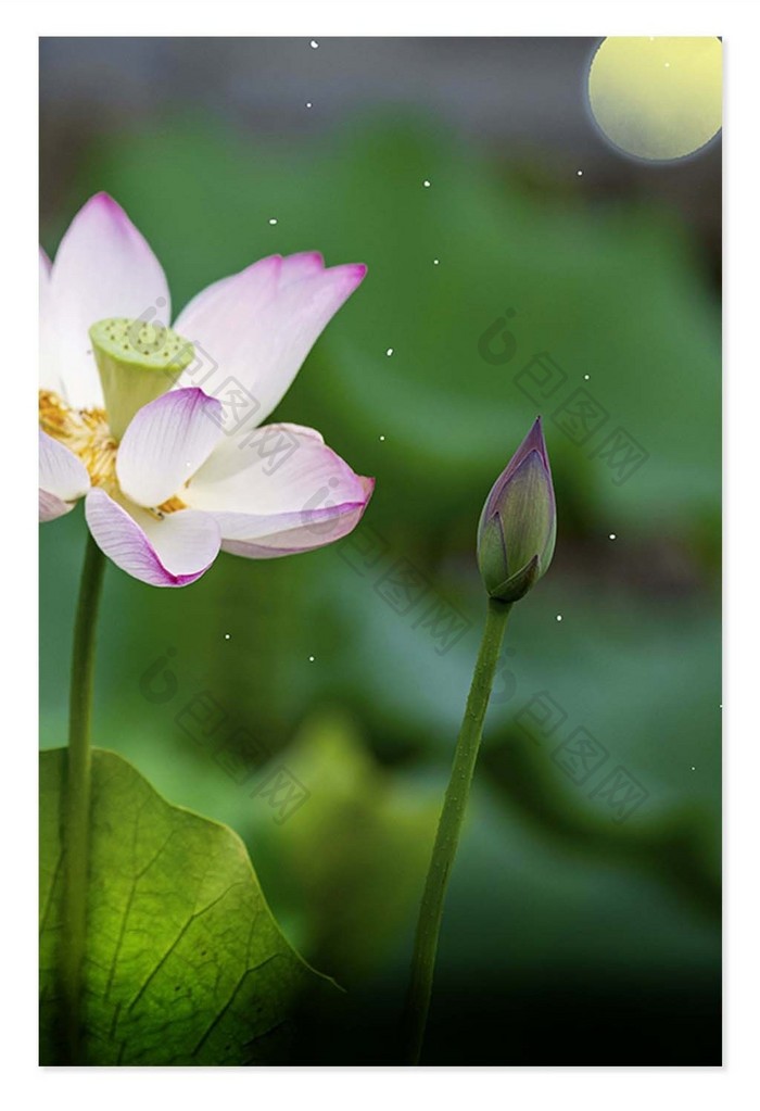 简约大气立夏节气夏天荷花背景