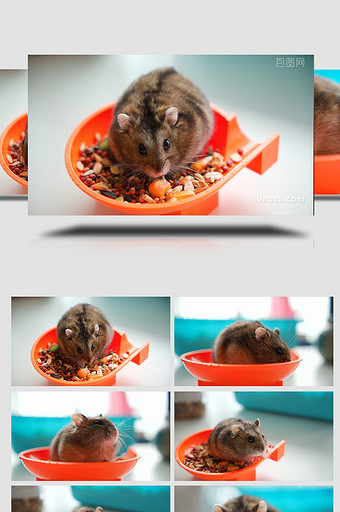萌萌的小仓鼠在进食实拍视频图片
