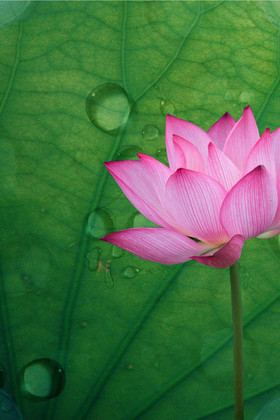 立夏荷花荷叶水珠