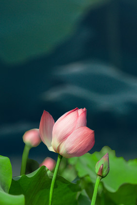 立夏节气荷花池塘背景