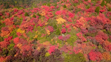 自然漫山红叶醉人美景高清实拍