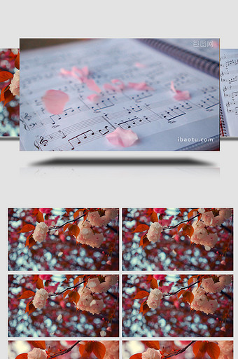 浪漫写意樱花飘落在乐谱上升格视频图片