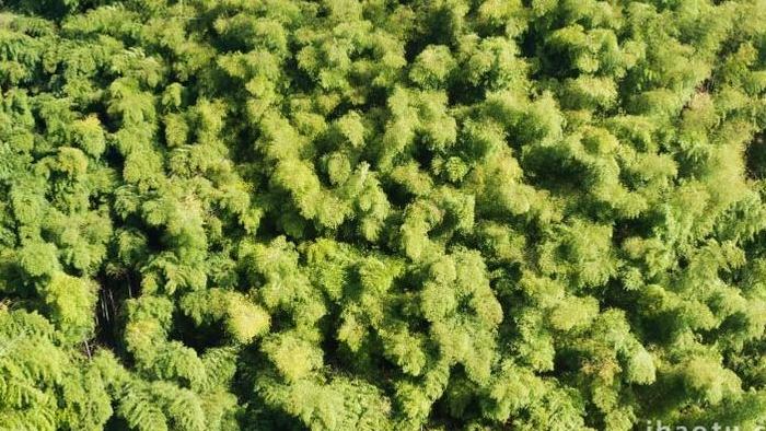 植物杭州天目山山区竹林航拍