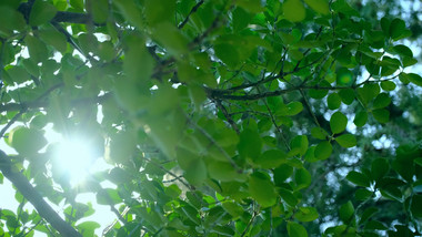 漏光太阳穿过树叶绿叶光斑大树自然写意实拍