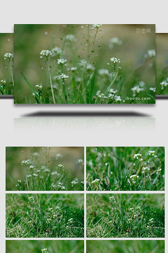 野花野草小草白色小花鲜花盛开生机植物实拍图片