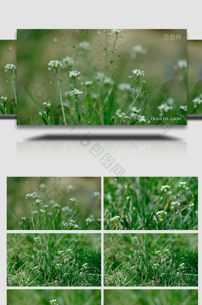 野花野草小草白色小花鲜花盛开生机植物实拍