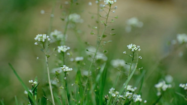 野花野草小草白色小花鲜花盛开生机植物实拍