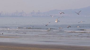 海鸥盘旋蔚蓝大海喂食喂鸟海滩自然海洋实拍