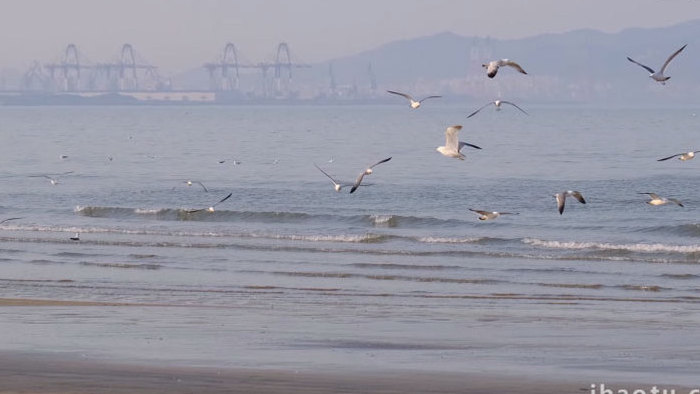 海鸥盘旋蔚蓝大海喂食喂鸟海滩自然海洋实拍