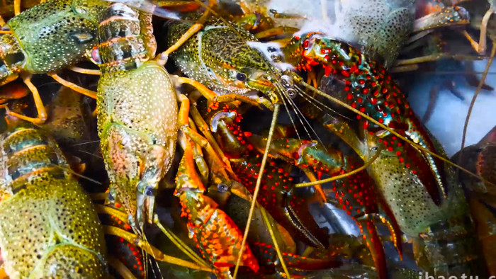 动物水产品小龙虾新鲜食材4K实拍