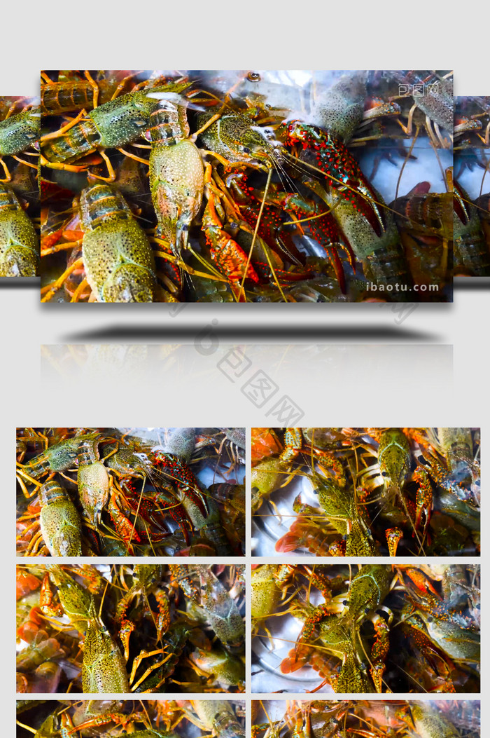 动物水产品小龙虾新鲜食材4K实拍