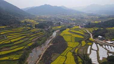 自然风光美丽乡村油菜花田航拍