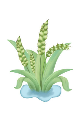 小麦小满麦苗春色植物装饰植物树木插画植物盆栽造景手绘卡通插画抽象