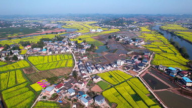 自然震撼油菜花海乡村房屋风景航拍