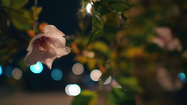 实拍温暖治愈夜晚灯光下的花朵视频素材