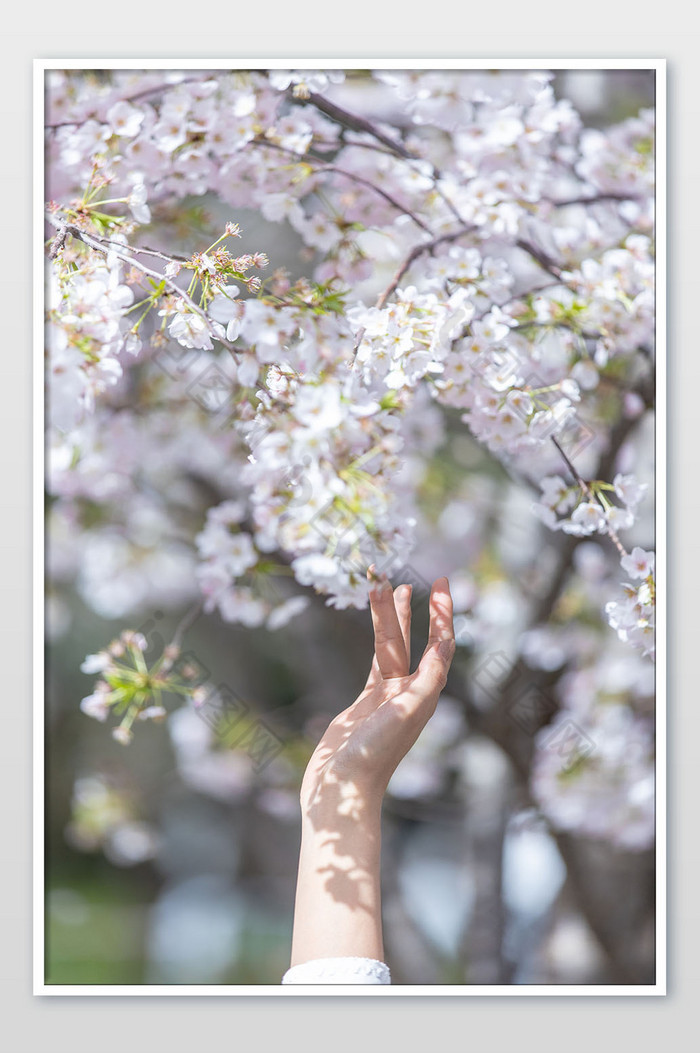 春天唯美浪漫的粉色樱花的摄影图片图片