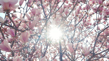 实拍春天春暖花开阳光穿透玉兰花花瓣视频