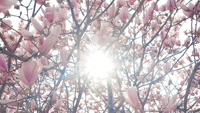 实拍春天春暖花开阳光穿透玉兰花花瓣视频