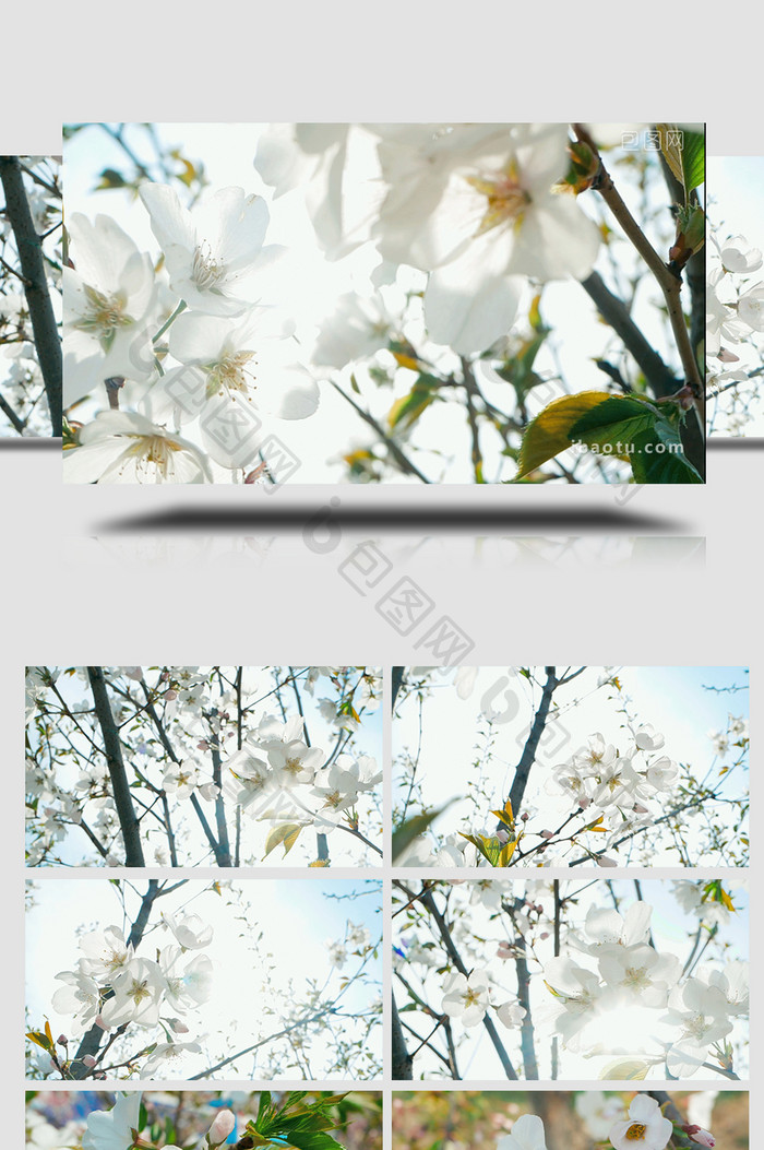 实拍春天温暖治愈阳光穿透白色花朵朦胧感