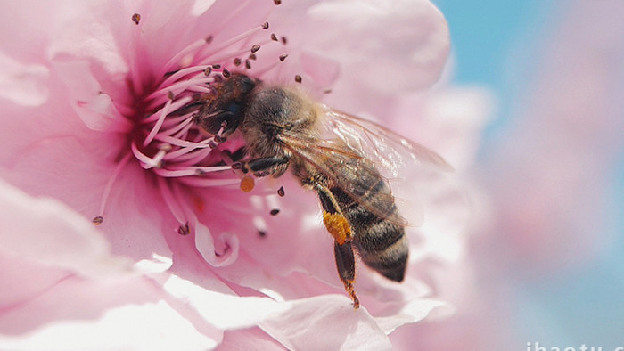 实拍春天春暖花开微距镜头下蜜蜂采蜜视频
