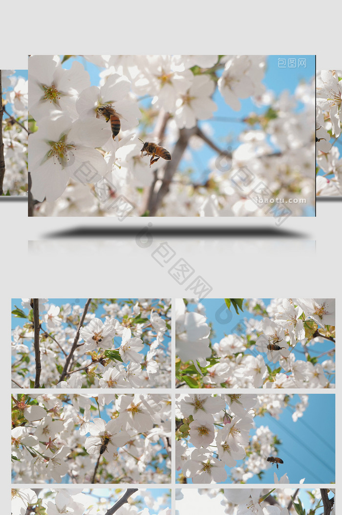 实拍春天温暖治愈蜜蜂白色花朵采蜜视频素材