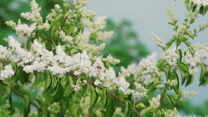 自然唯美白色小花花朵蜜蜂空镜实拍