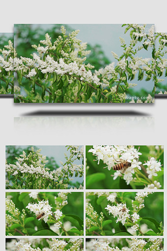 自然唯美白色小花花朵蜜蜂空镜实拍图片