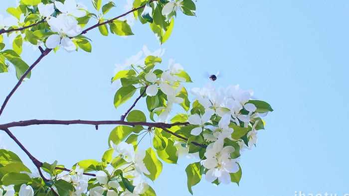 温暖治愈温馨清新春天花朵蓝天蜜蜂花瓣4K