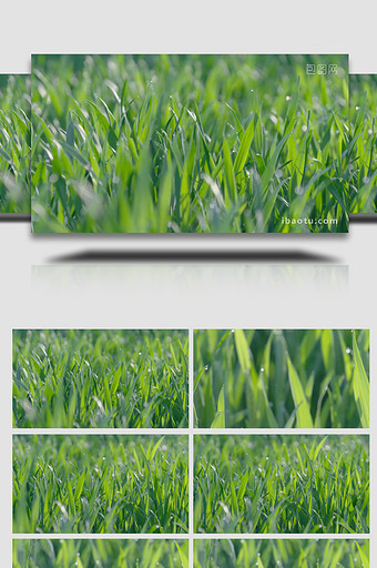 青晨绿色小麦苗实拍图片