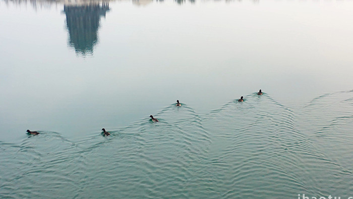 自然实拍湖中生态野鸭群视频素材4K
