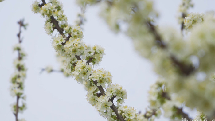 特写春天花朵梨花花朵特写白色花朵4K实拍
