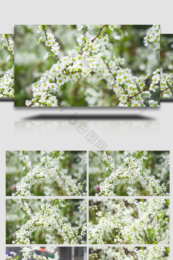 唯美春天植物花朵白色珍珠绣线菊花4K实拍