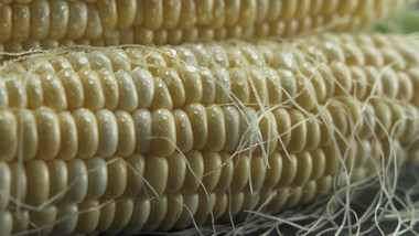 特写实拍新鲜的玉米有机农产品升格