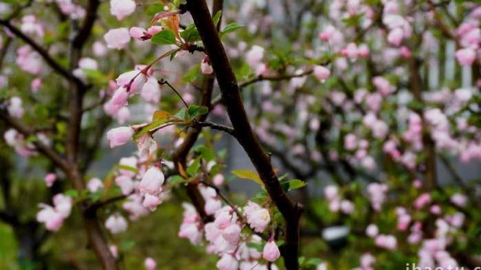 春雨中的粉色海棠写意实拍素材