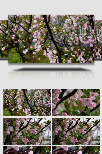春雨中的粉色海棠写意实拍素材图片