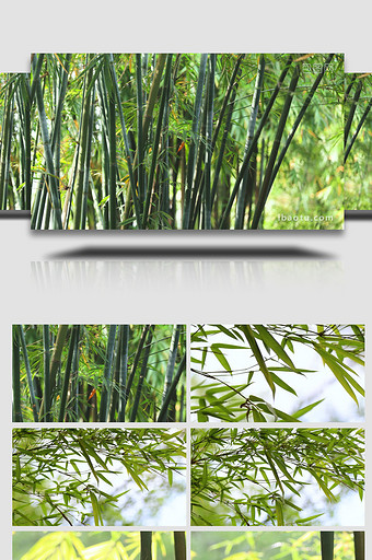 初夏竹子绿色素材森林清新空镜头4K实拍图片