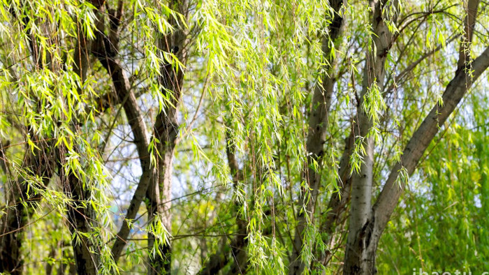 大自然实拍初夏柳树随风飘动视频素材4K