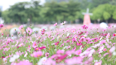 初夏百花盛开花海风中摇摆格桑花4k实拍