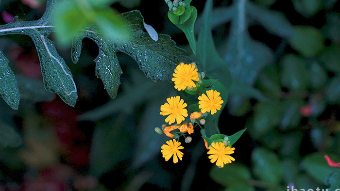 特写清新静谧植物绿色树叶叶子花朵开花4K