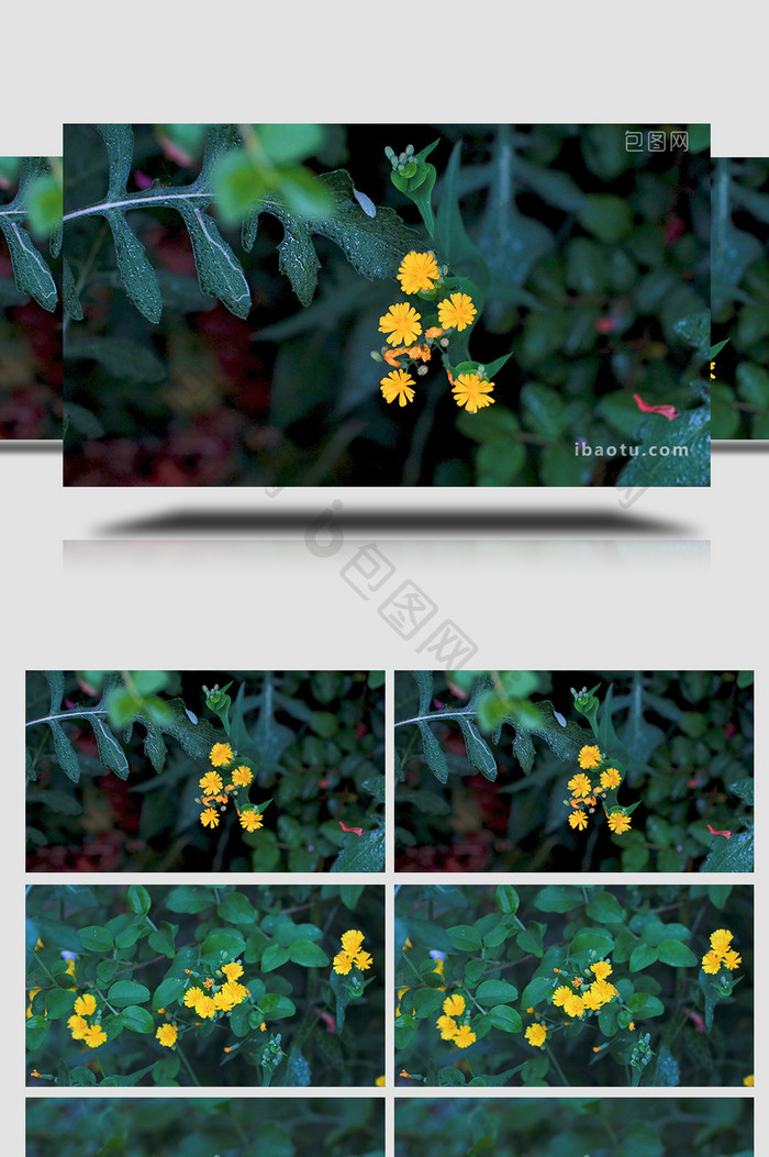 特写清新静谧植物绿色树叶叶子花朵开花4K