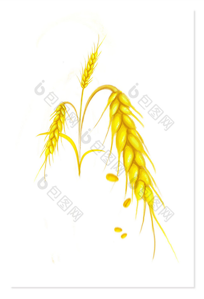 写实手绘黄麦穗元素