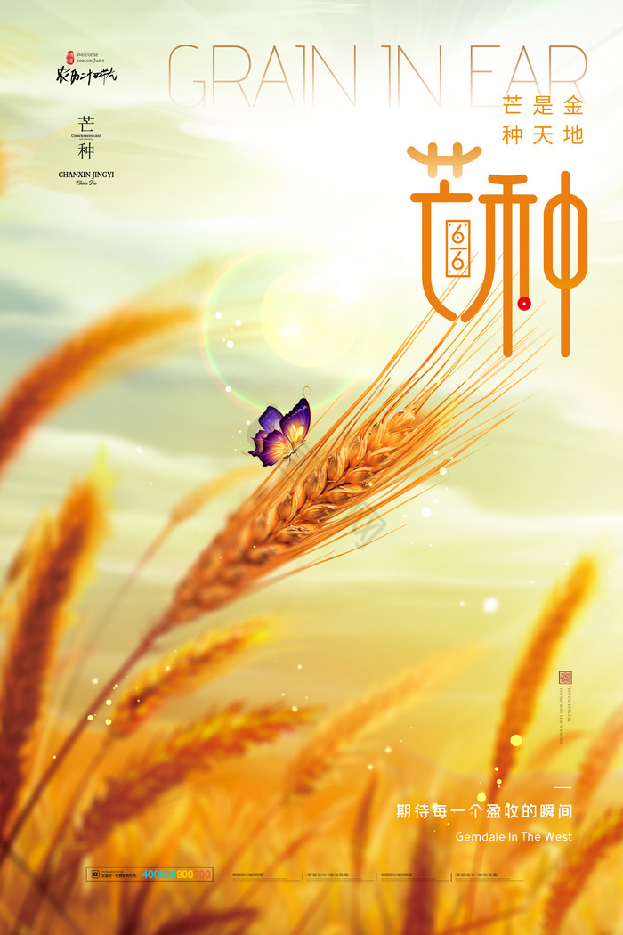 夕阳黄金麦子芒种节气