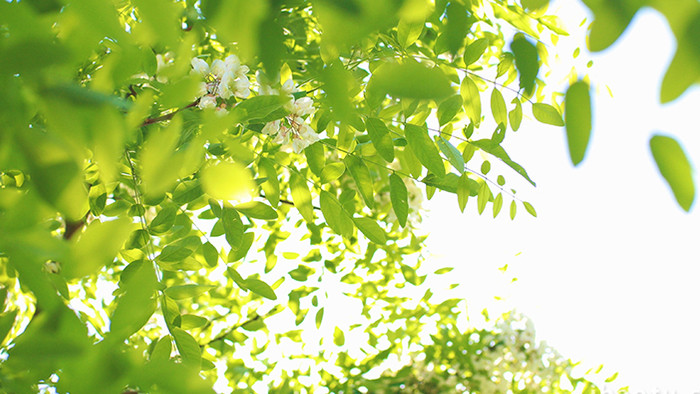 夏日阳光植物风吹绿叶光斑唯美清新实拍4K