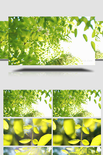 夏日阳光植物风吹绿叶光斑唯美清新实拍4K图片
